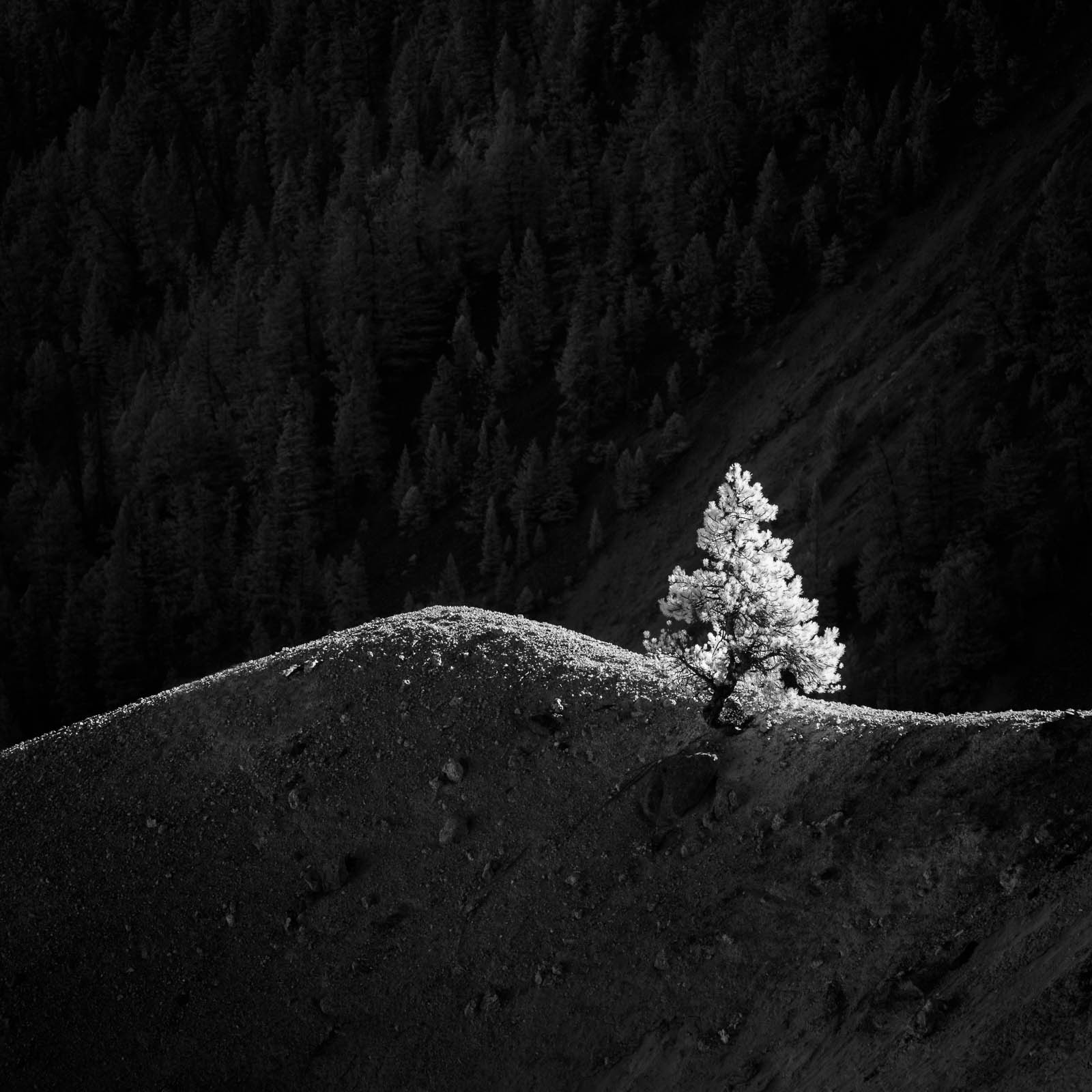 Alone on a Hill Wyoming, black and white, infrared, monochrome, rocky mountains, square, tree, yellowstone national park, ynp