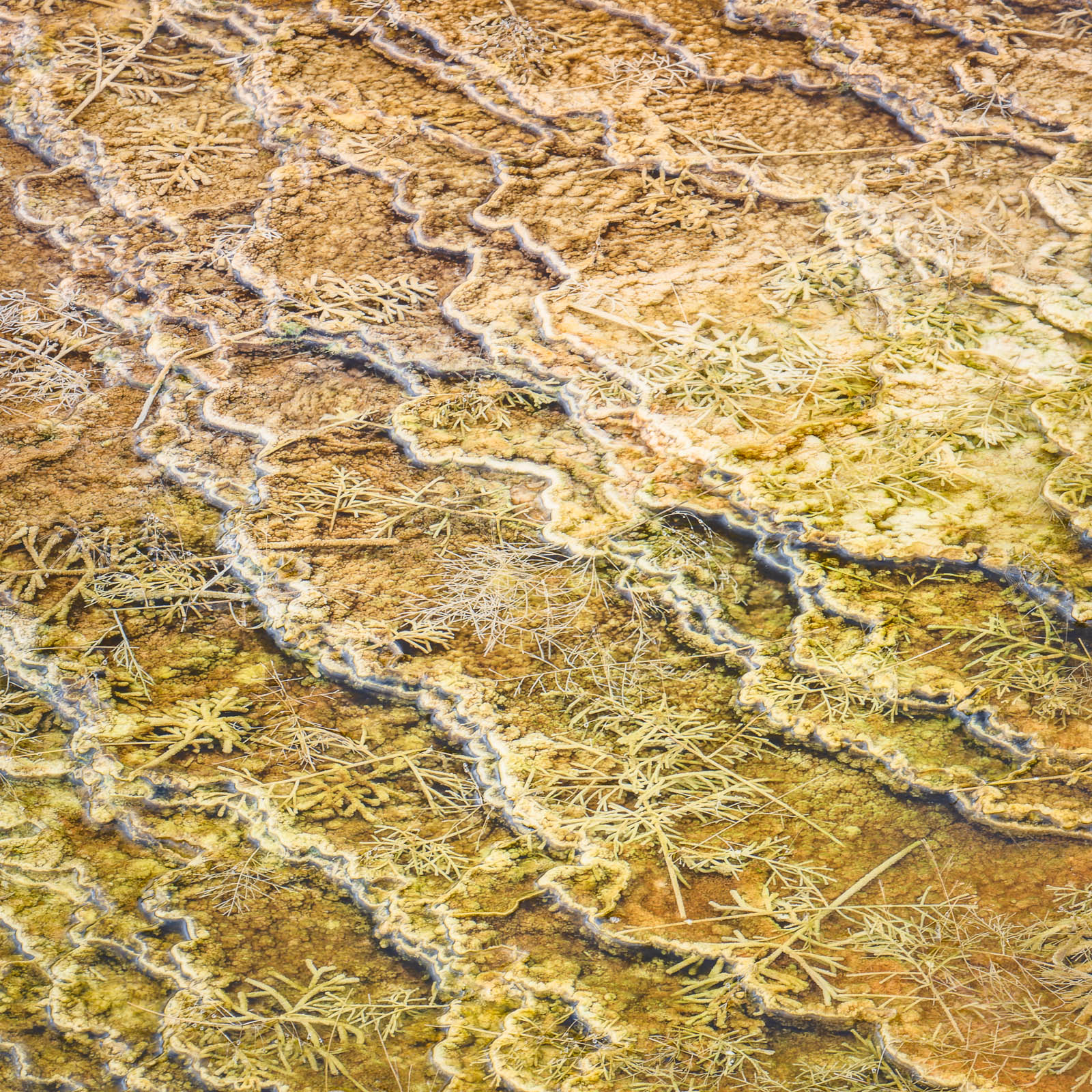 Worlds Collide Abstract thermal feature at Yellowstone National Park