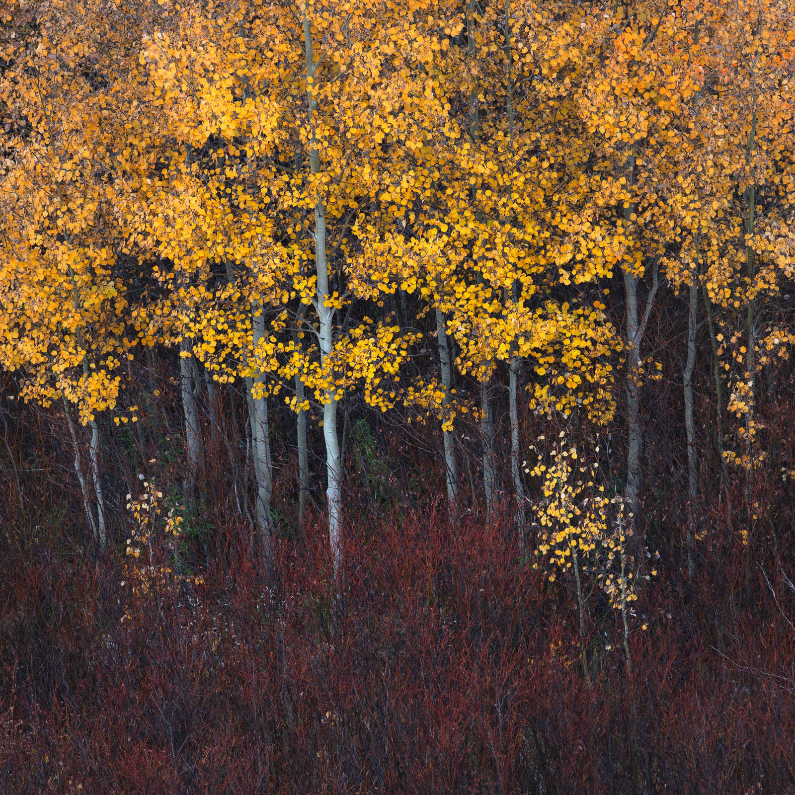 Embers of Autumn Embers of Autumn