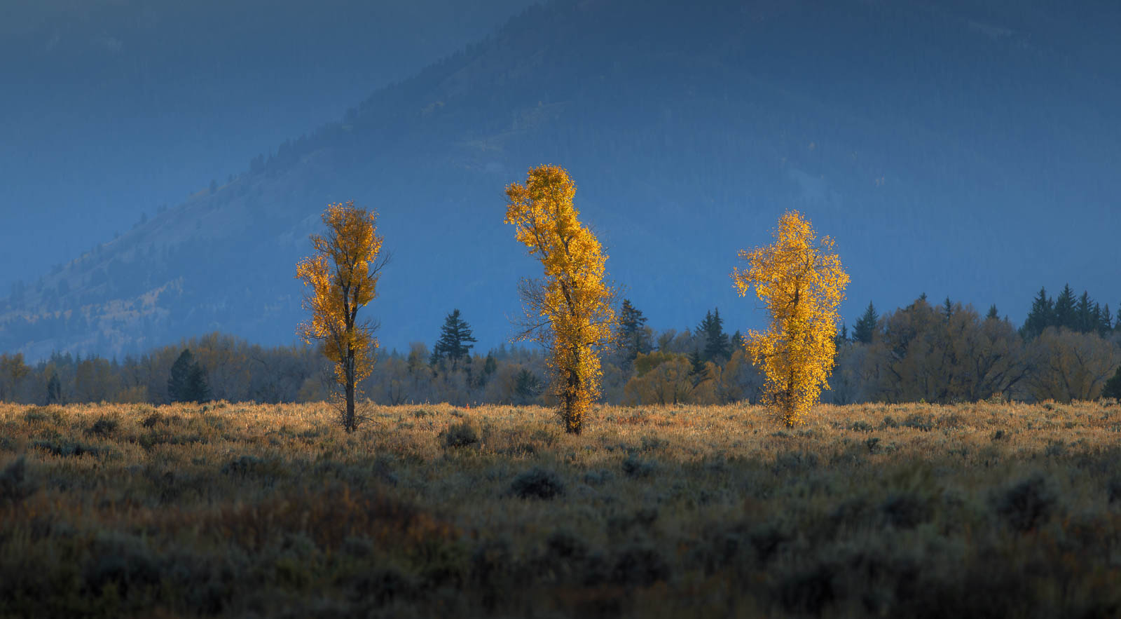 Golden Sentinels Golden Sentinels