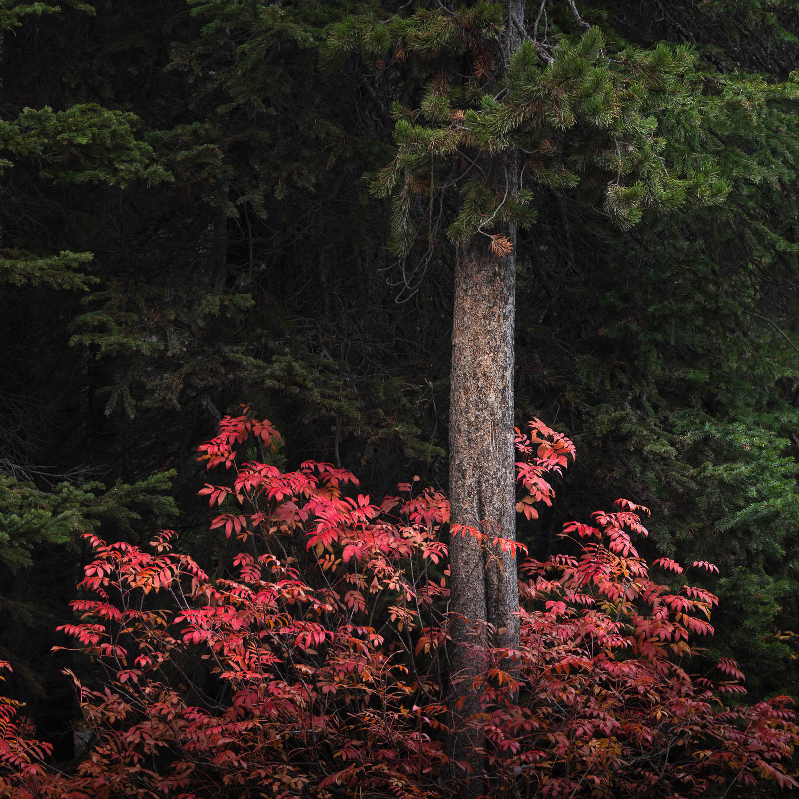 Woodland Waltz Woodland Waltz