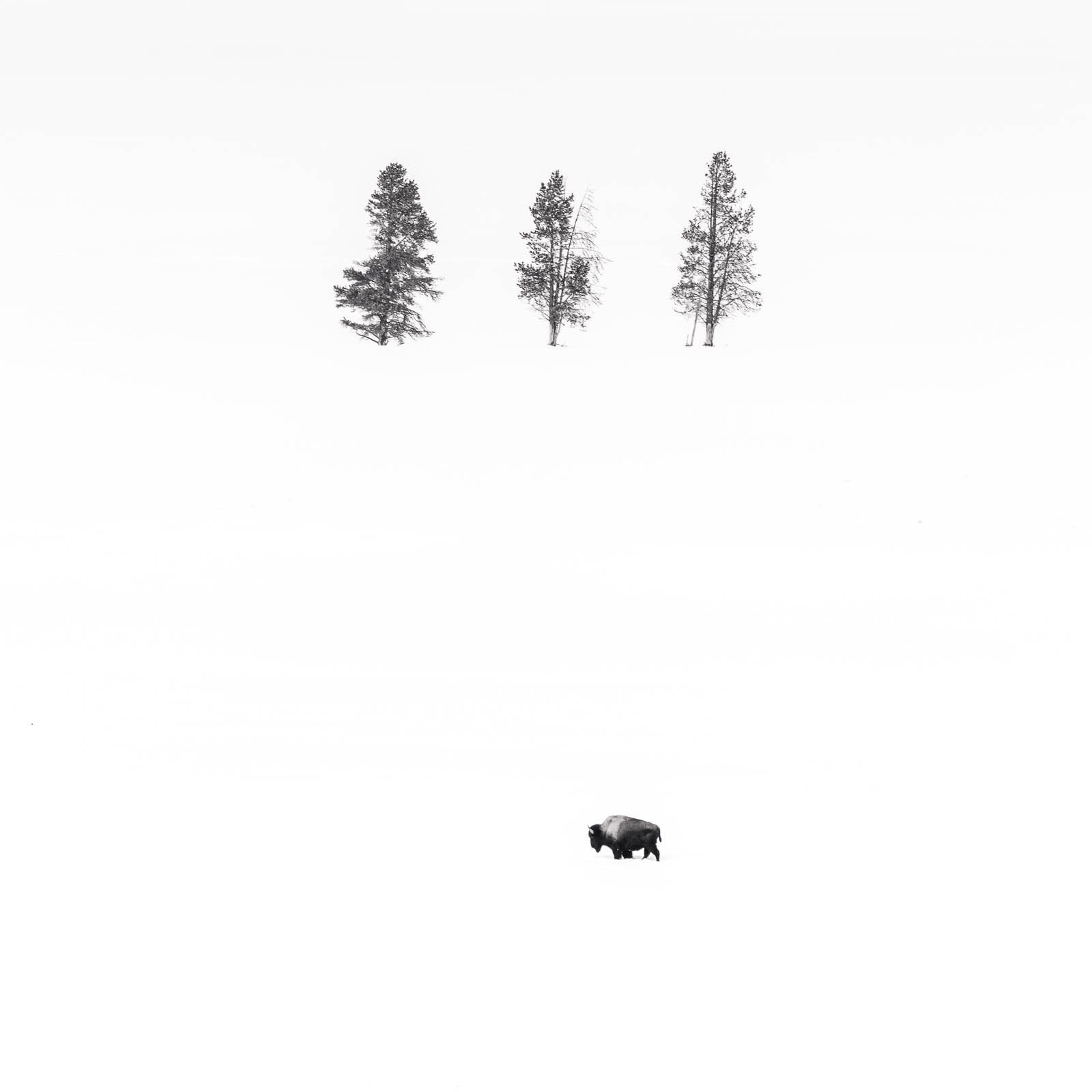 Winter in Yellowstone is often defined by flat, grey days where finding a compelling composition feels nearly impossible. I was...