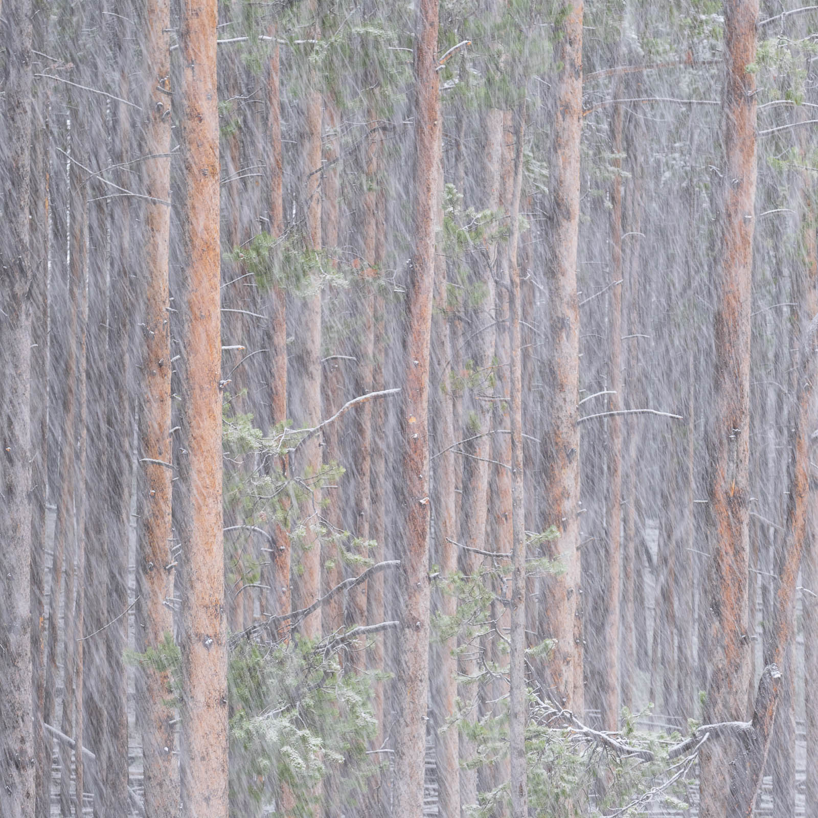A snow storm in Yellowstone National Park