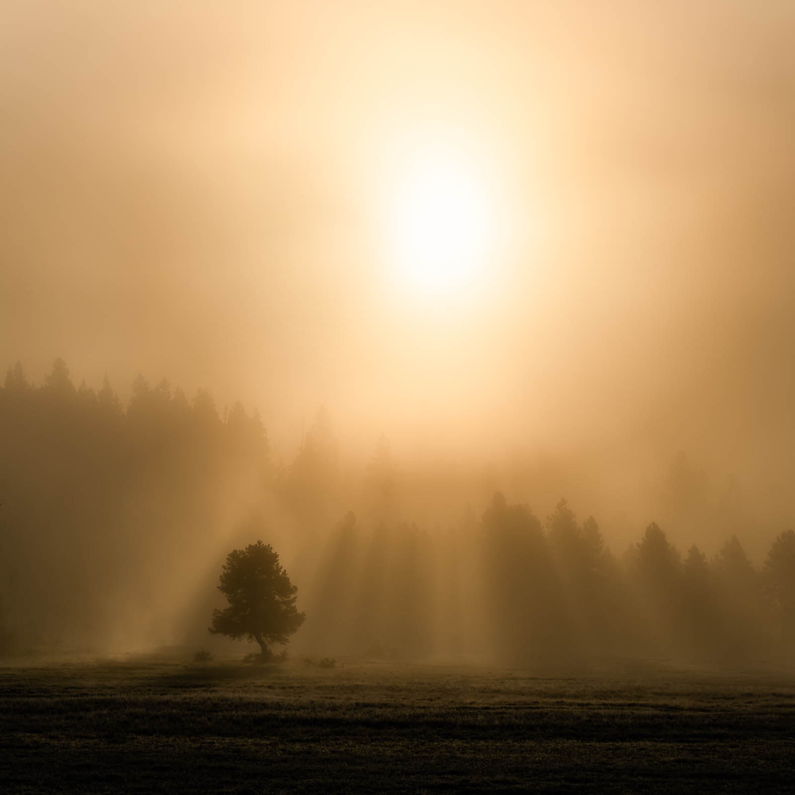 Sun beams through fog shining down on a tree in Yellowstone National Park