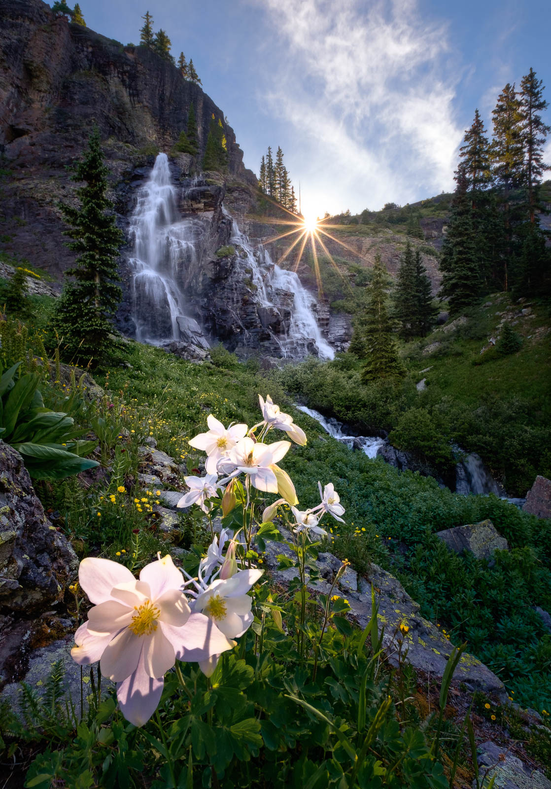 Columbine, Flower, Wildflower, blue, colorado, favorite, green, ice lake basin, purple, rocky mountains, san juan mountains...