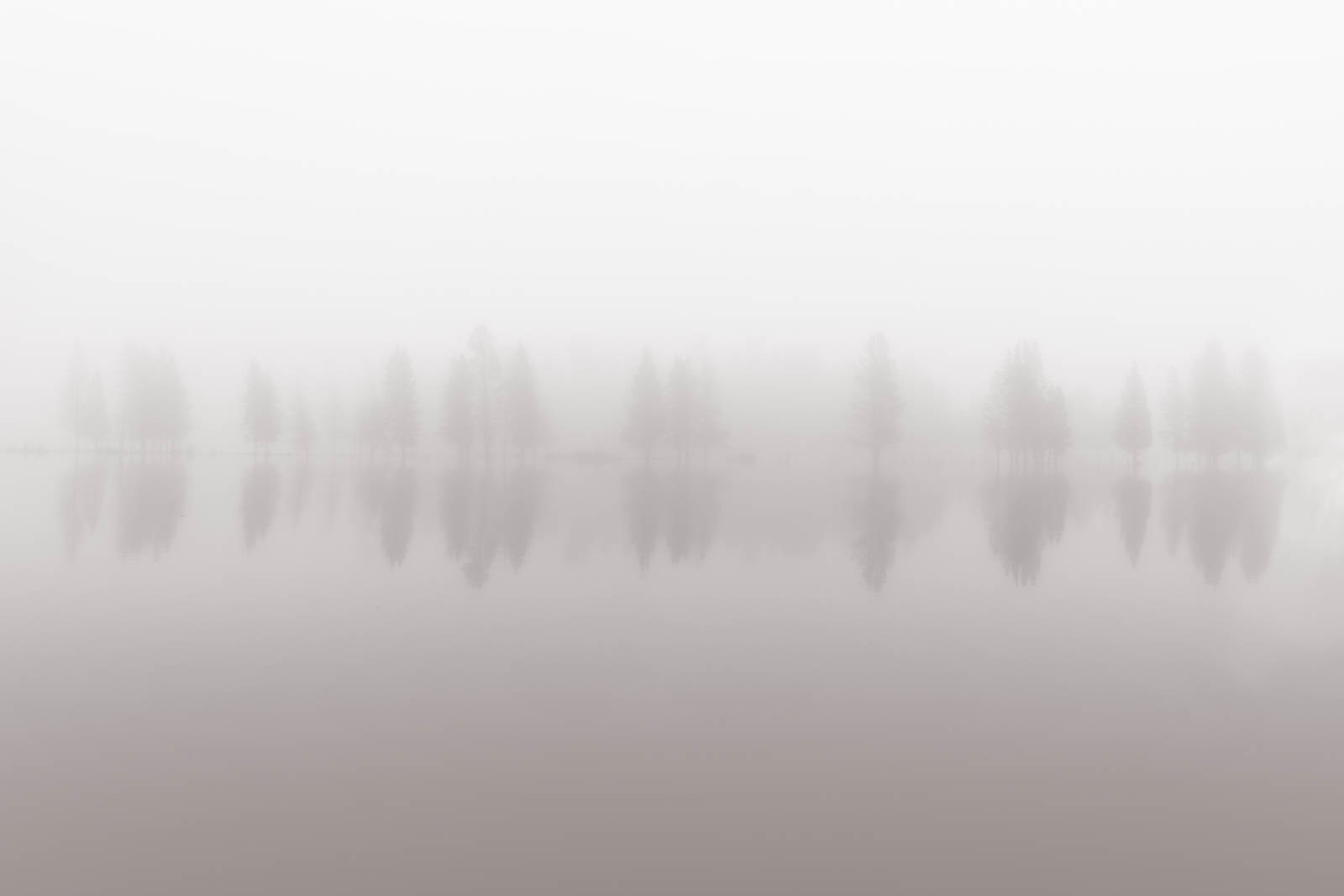 Trees in fog along the Yellowstone River in Yellowstone National Park