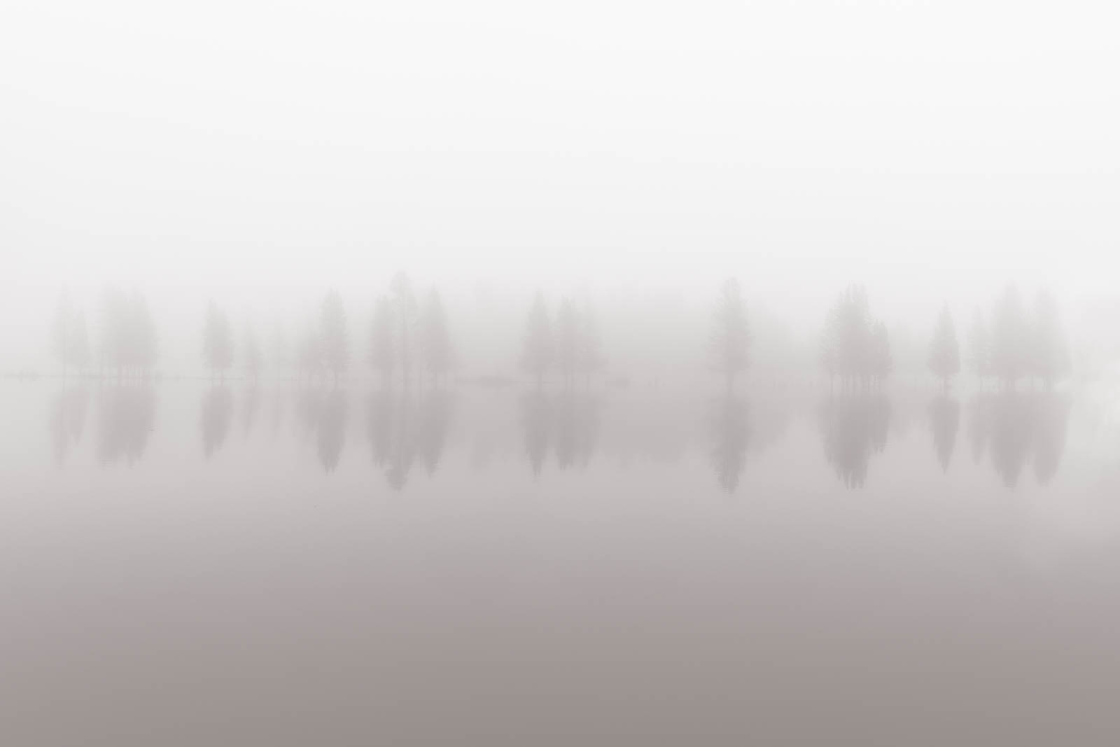 Floating Trees in fog along the Yellowstone River in Yellowstone National Park