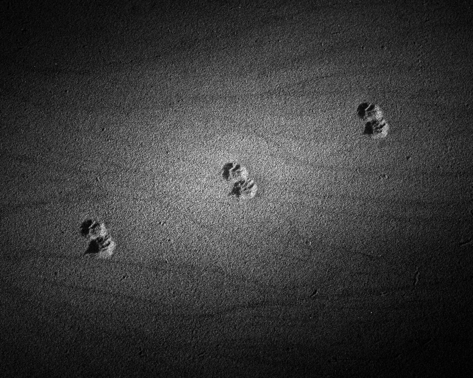 Animal, Nature, black and white, dunes, footprints, sand