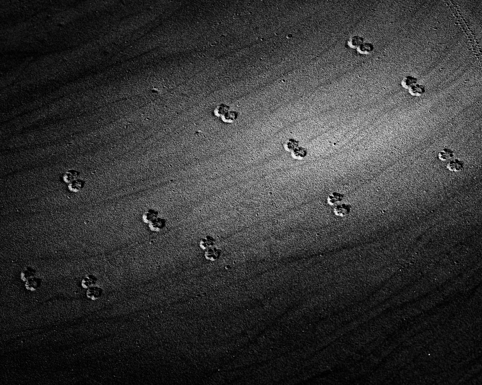 Animal, Nature, black and white, dunes, footprints, sand