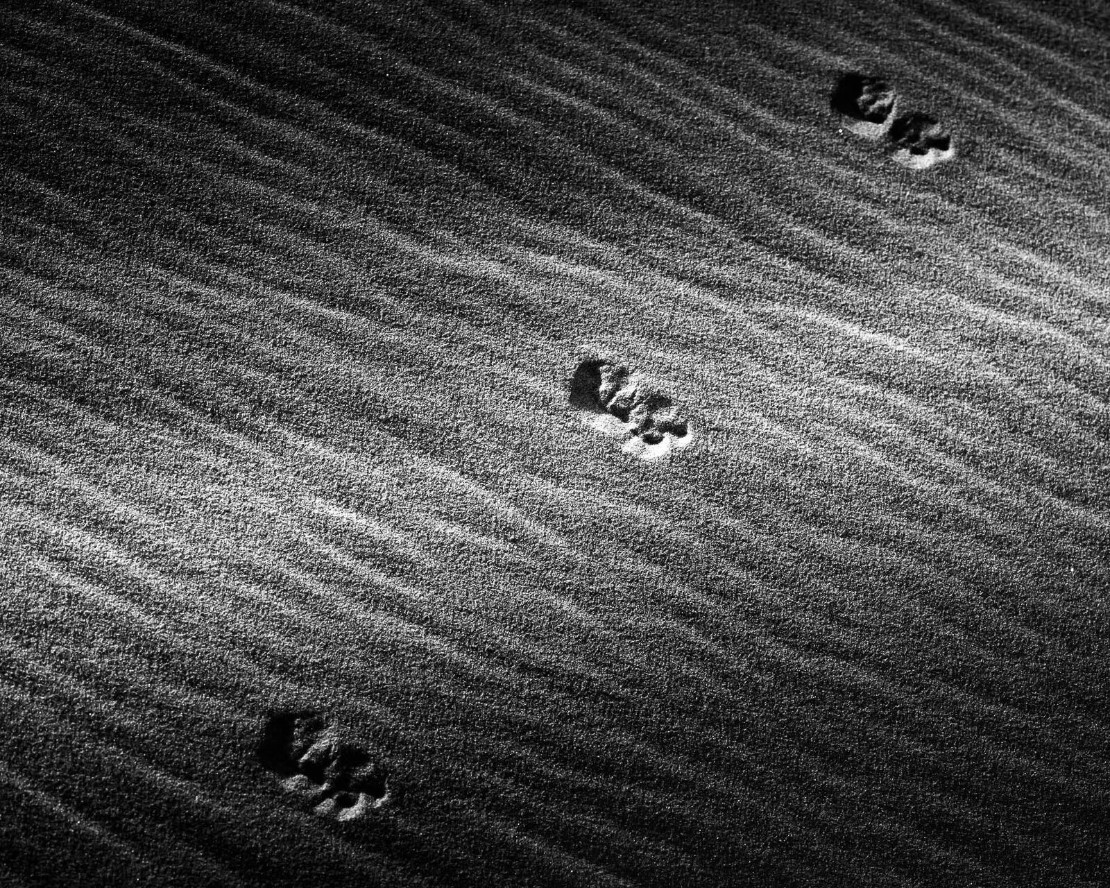 Animal, Nature, black and white, dunes, footprints, sand