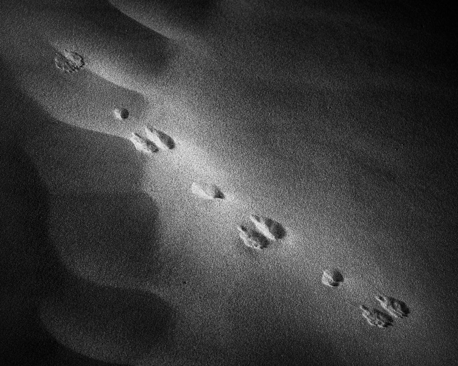 Animal, Nature, black and white, dunes, footprints, sand