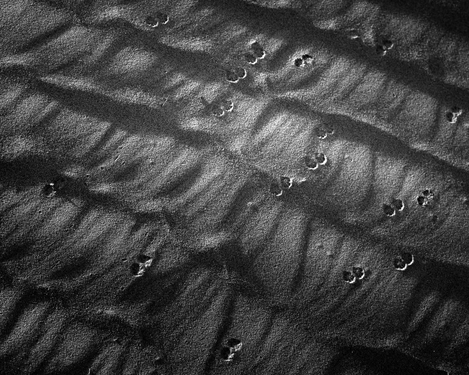 Animal, Nature, black and white, dunes, footprints, sand