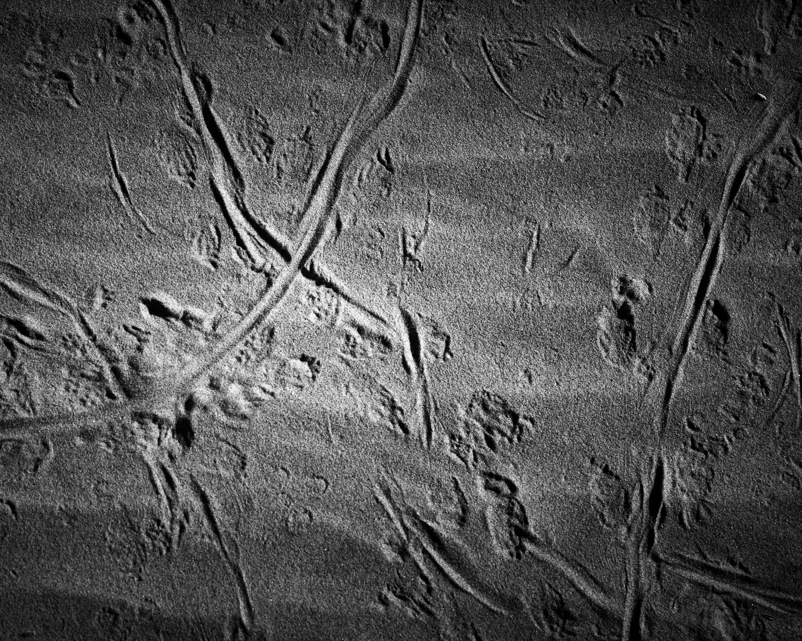 Animal, Nature, black and white, dunes, footprints, sand
