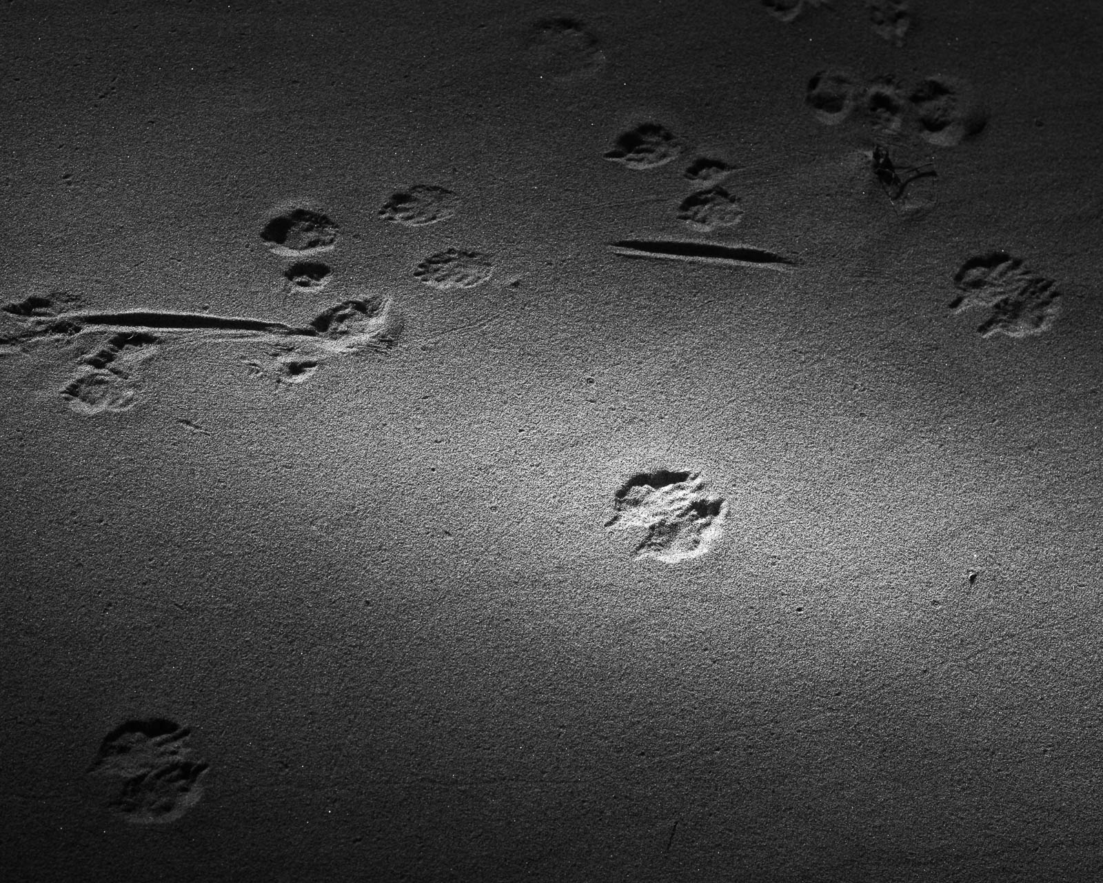 Animal, Nature, black and white, dunes, footprints, sand