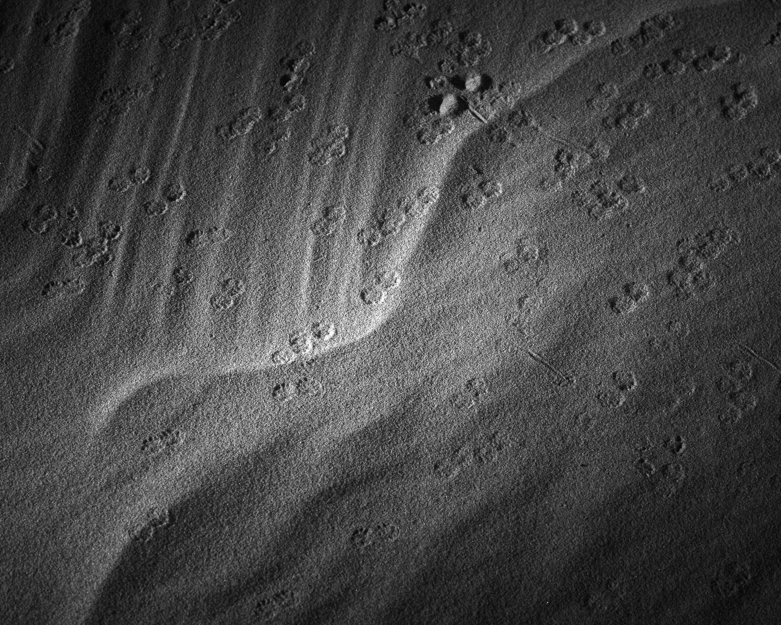 Animal, Nature, black and white, dunes, footprints, sand