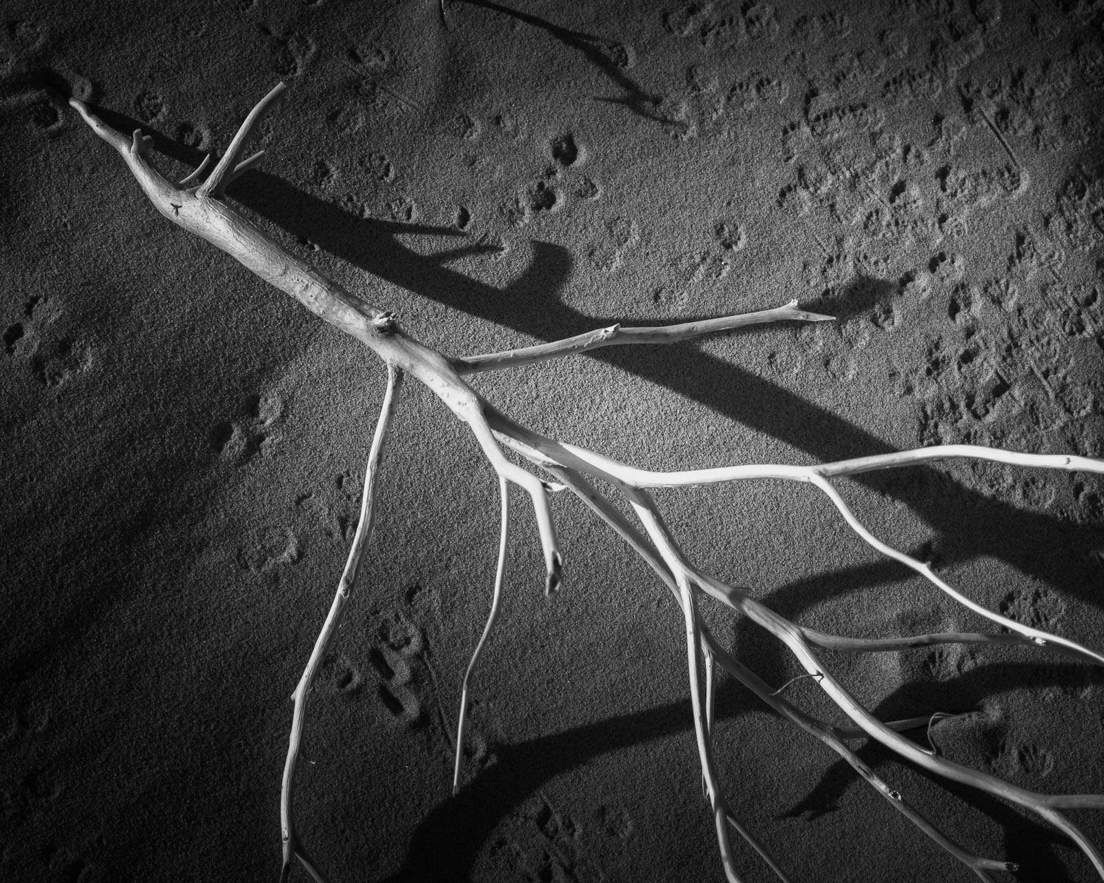 Animal, Nature, black and white, dunes, footprints, sand