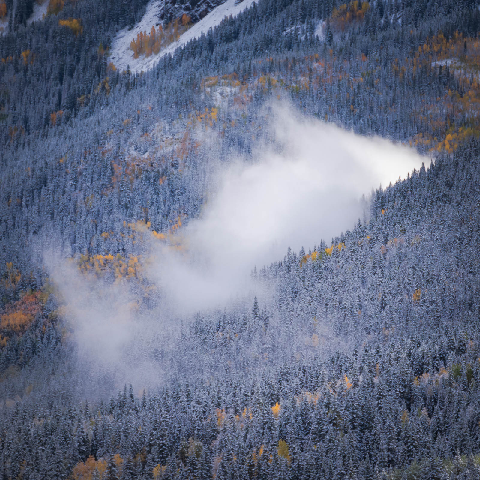 blue, clouds, colorado, fall, frost, pine, rocky mountains, san juan mountains, square, tree, white