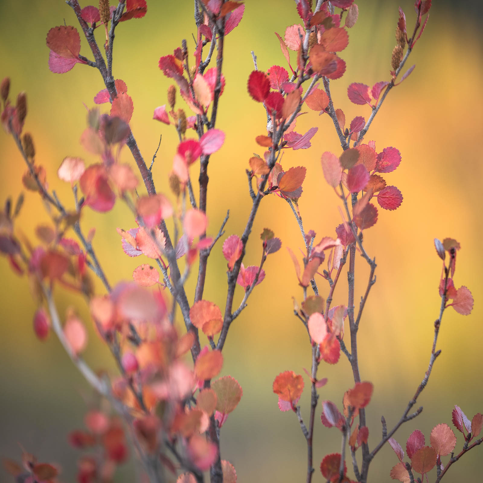 colorado, fall, leaves, red, rocky mountains, san juan mountains, square, yellow