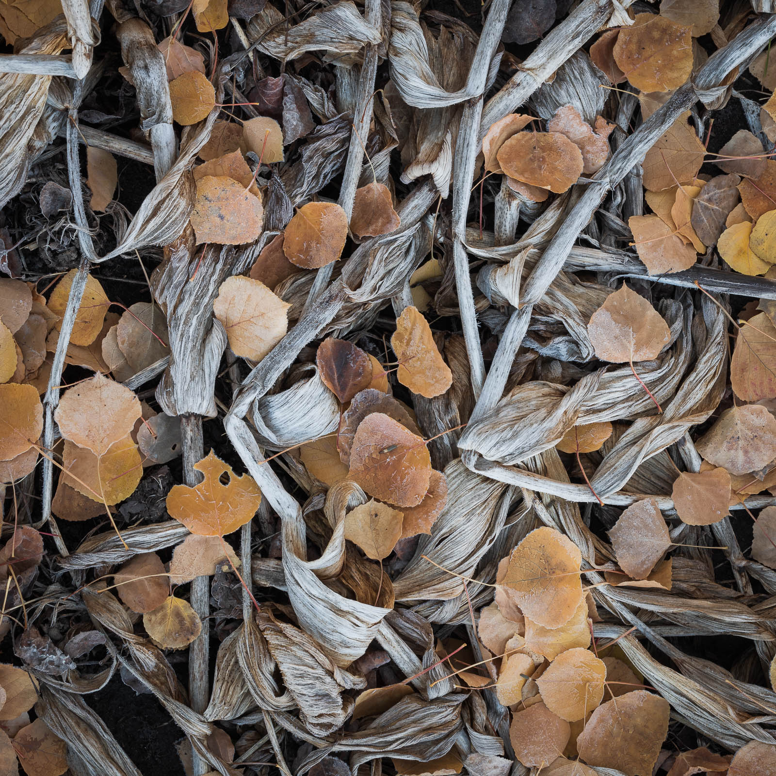colorado, crested butte, fall, leaves, rocky mountains, square