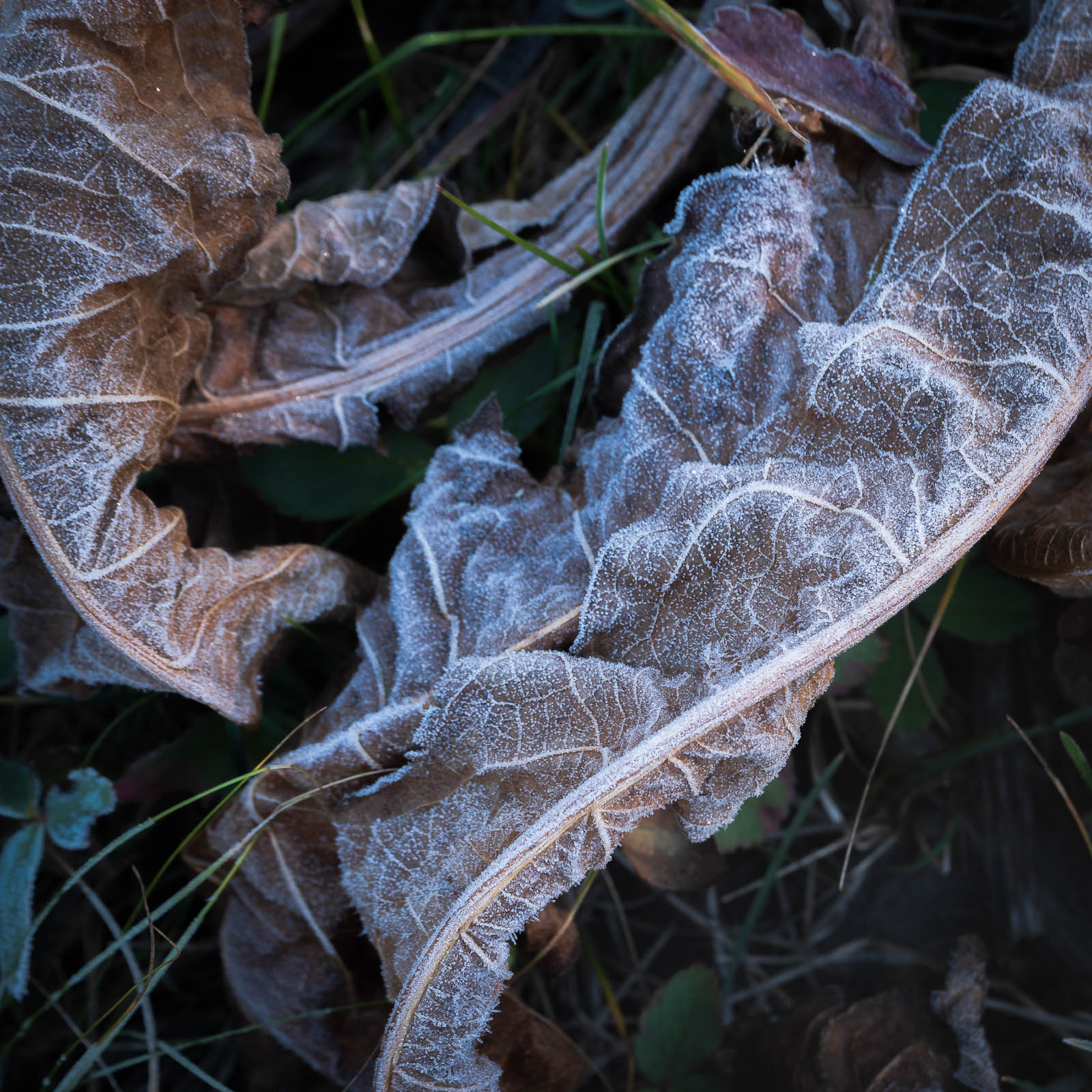 blue, colorado, crested butte, fall, frost, rocky mountains, square