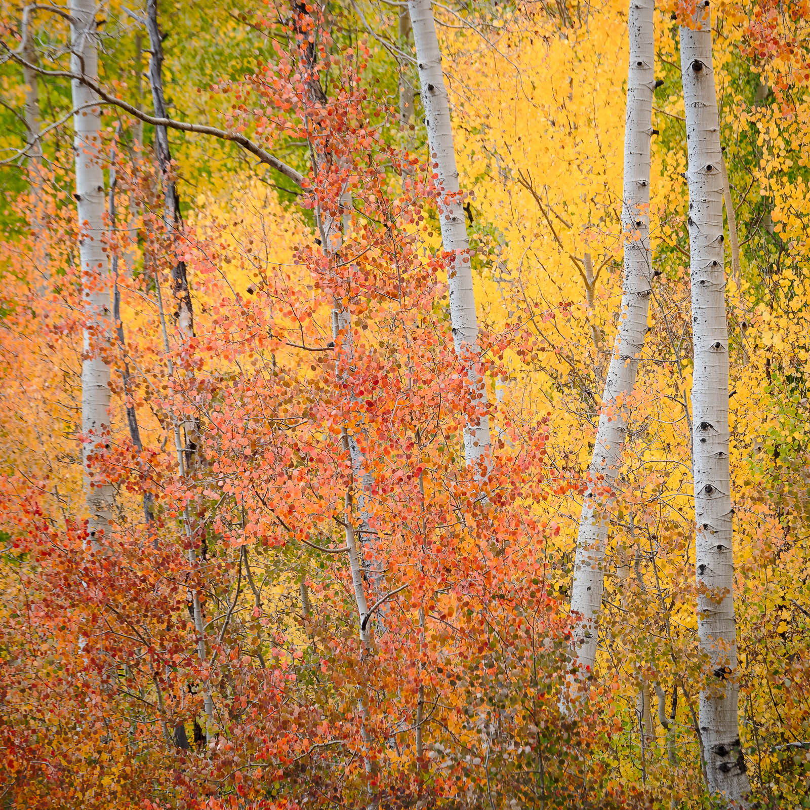 aspen, colorado, fall, leaves, orange, red, rocky mountains, san juan mountains, square, tree, yellow