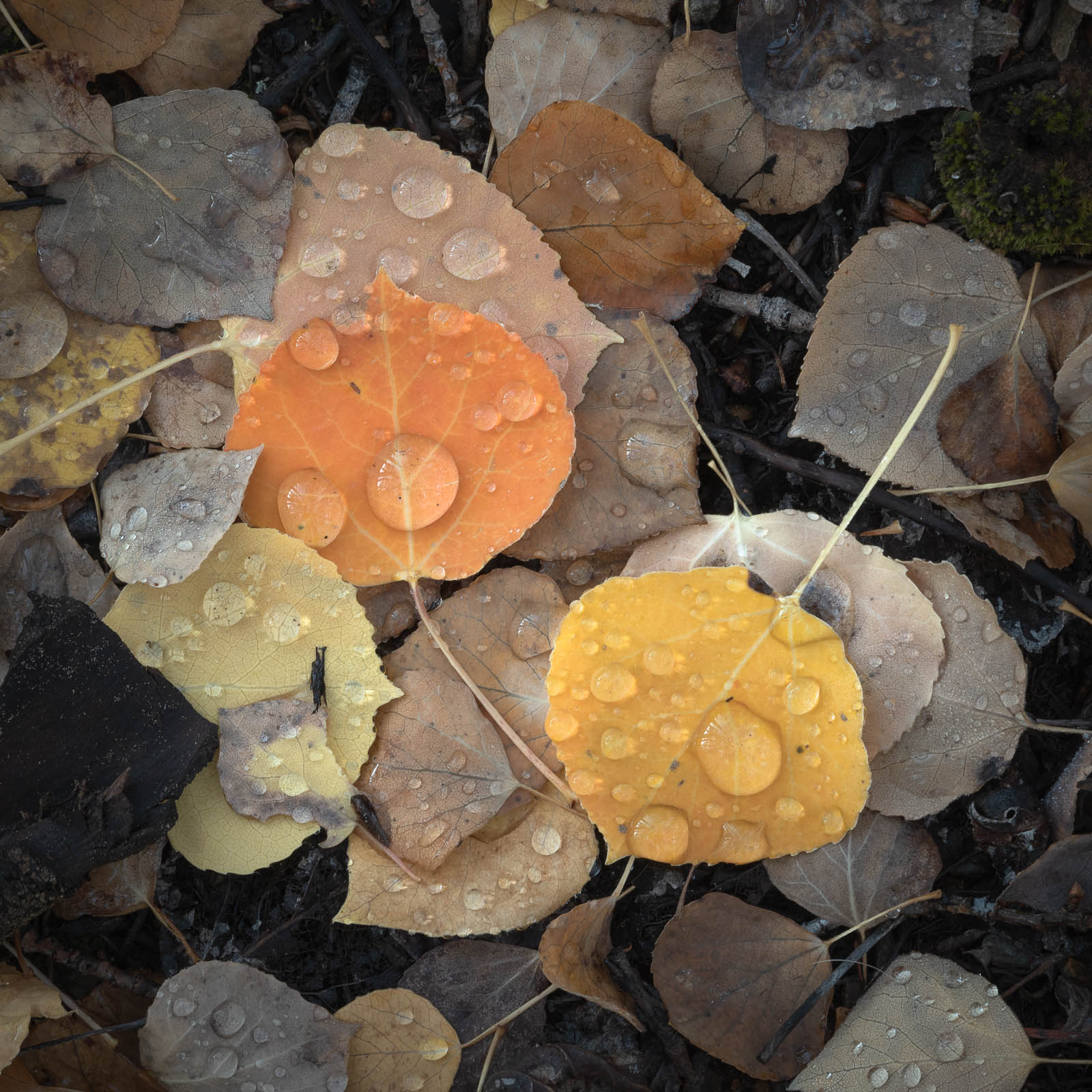 aspen, colorado, crested butte, fall, leaves, orange, red, rocky mountains, square, tree, yellow