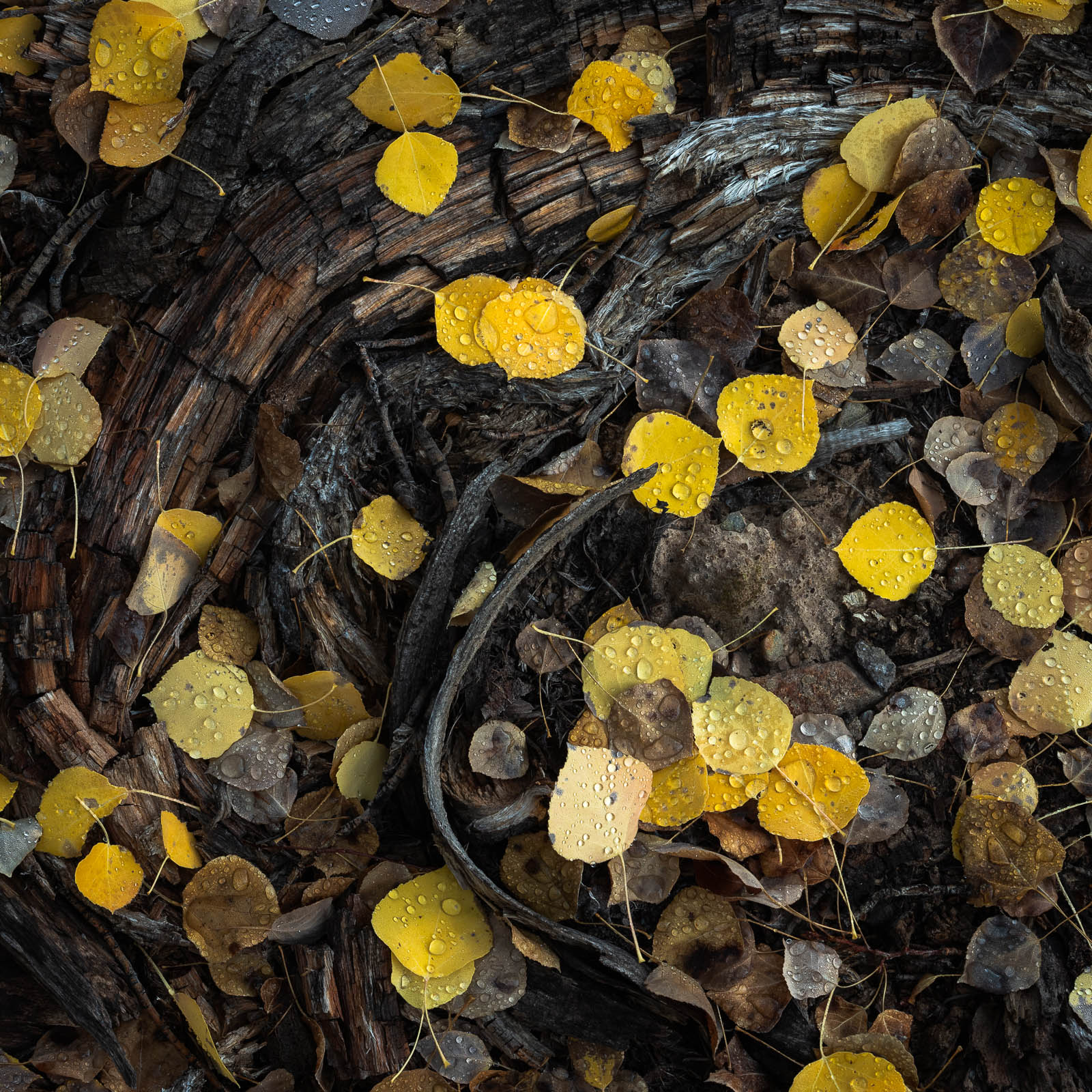 aspen, colorado, crested butte, fall, leaves, rocky mountains, square, tree, yellow