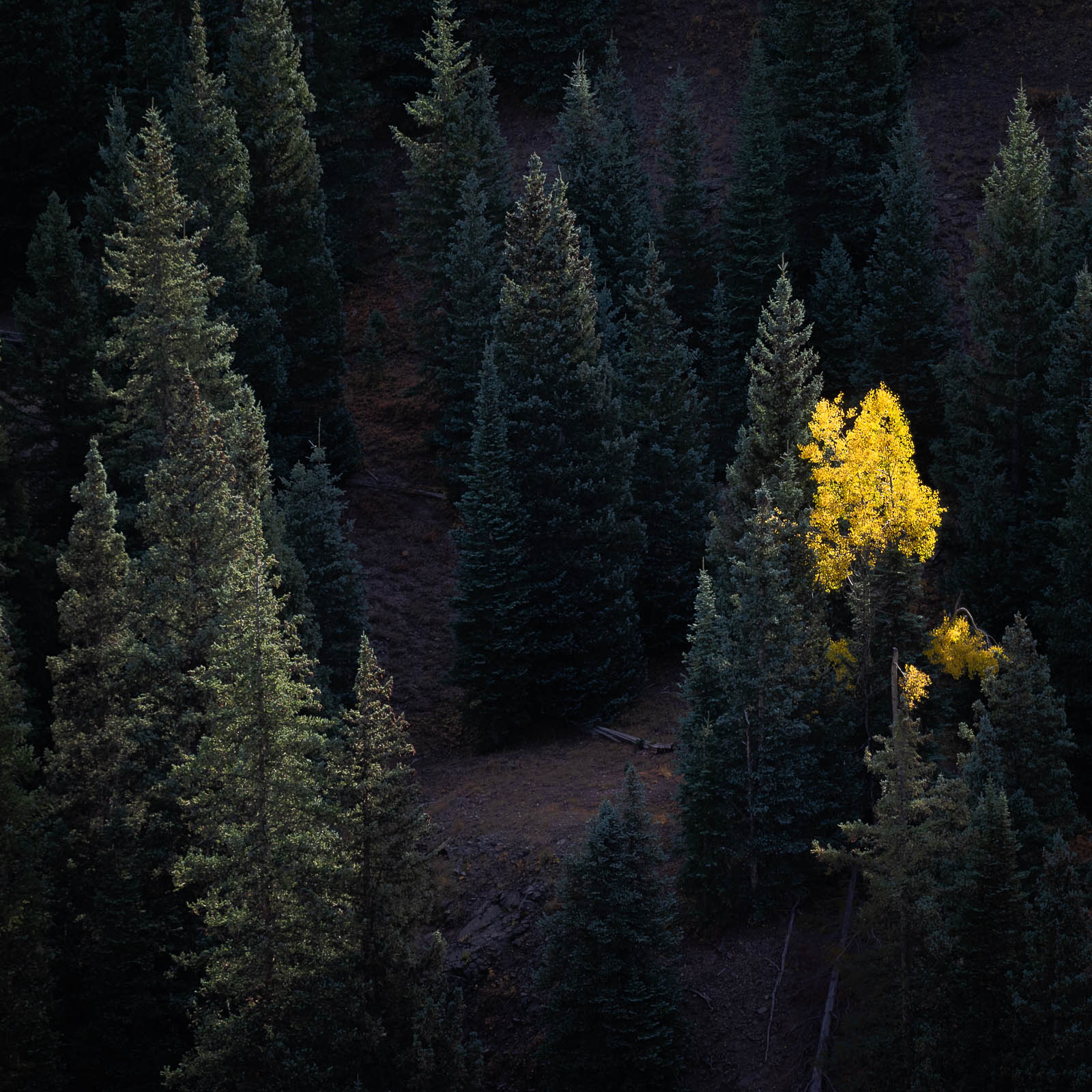 aspen, colorado, fall, green, pine, rocky mountains, san juan mountains, square, tree, yellow