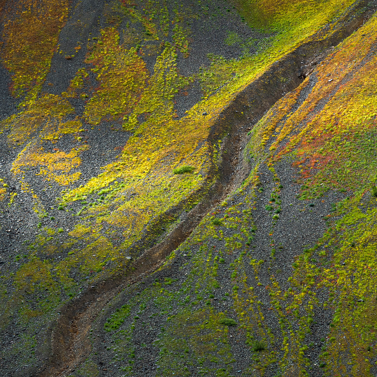 colorado, fall, green, red, rocky mountains, san juan mountains, square, yellow