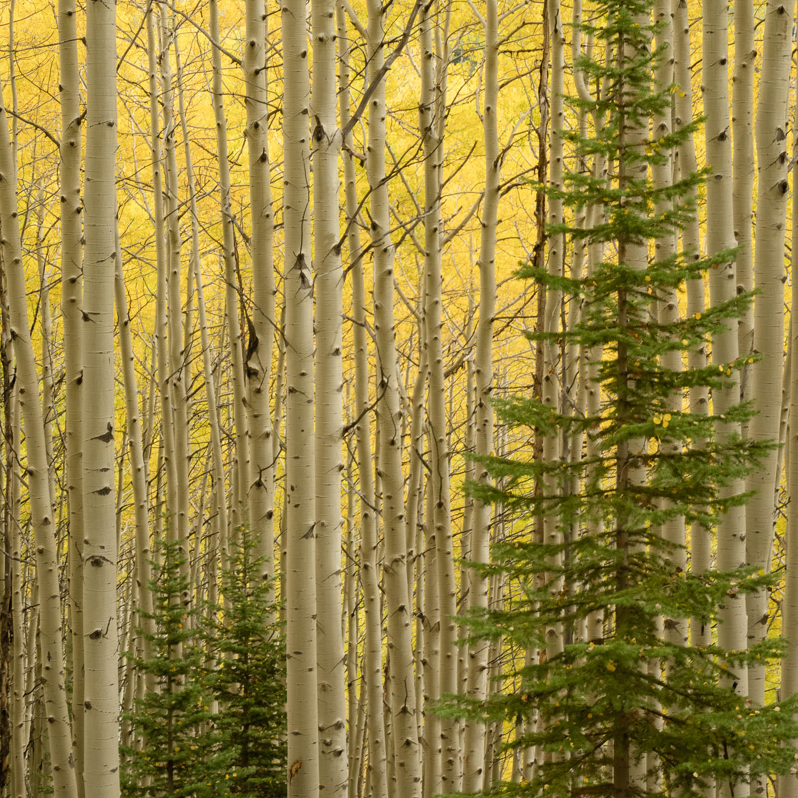 aspen, colorado, fall, green, pine, rocky mountains, san juan mountains, square, tree, yellow