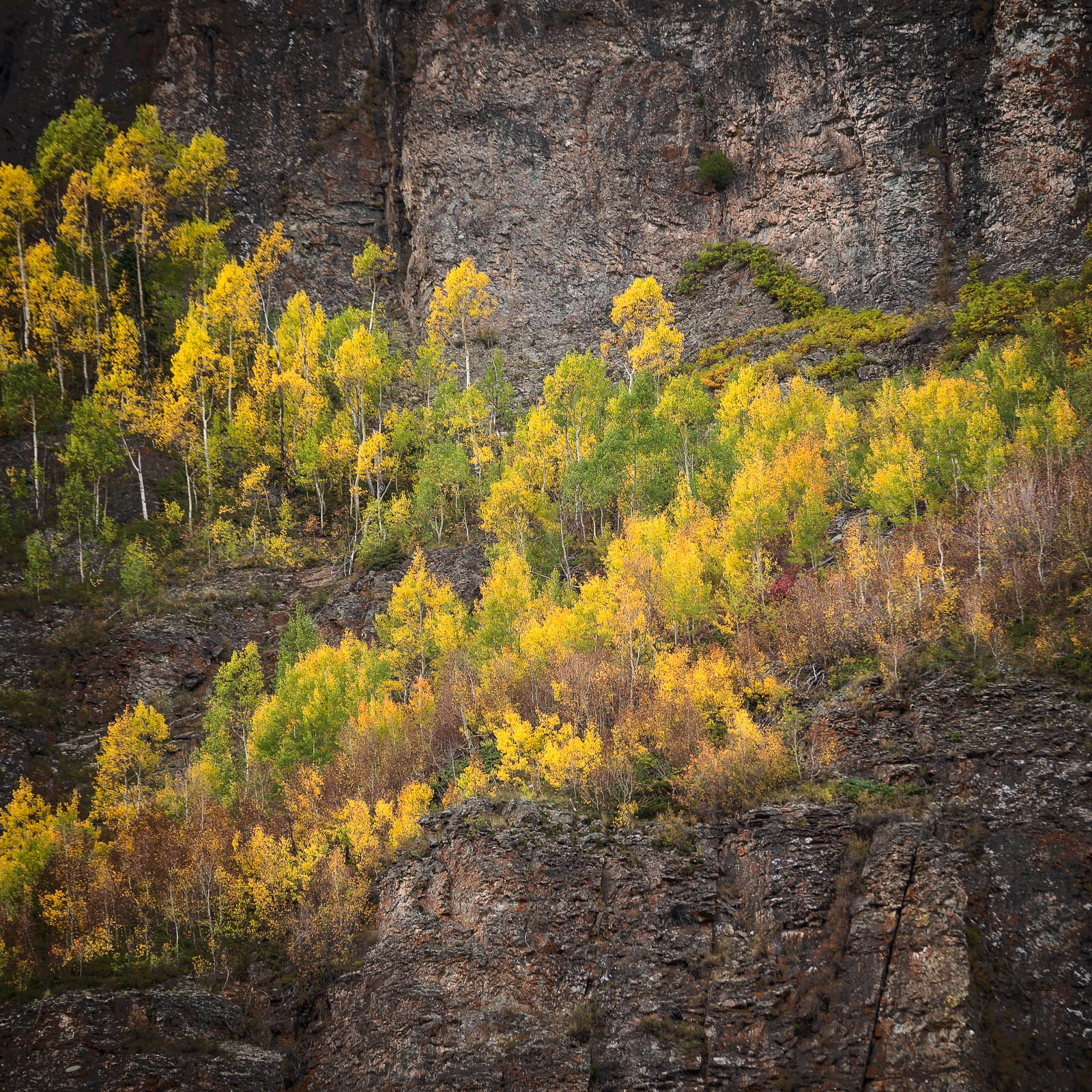 aspen, colorado, fall, green, rocky mountains, san juan mountains, square, tree, yellow