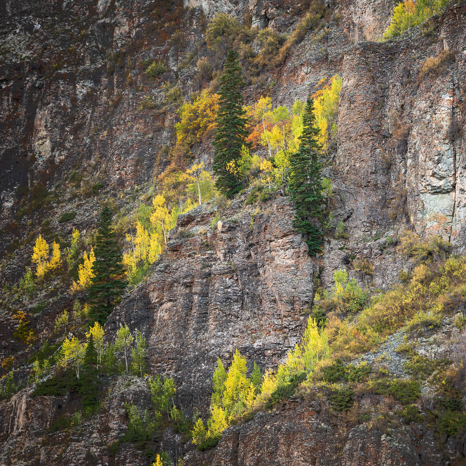 aspen, colorado, fall, green, rocky mountains, san juan mountains, square, tree, yellow