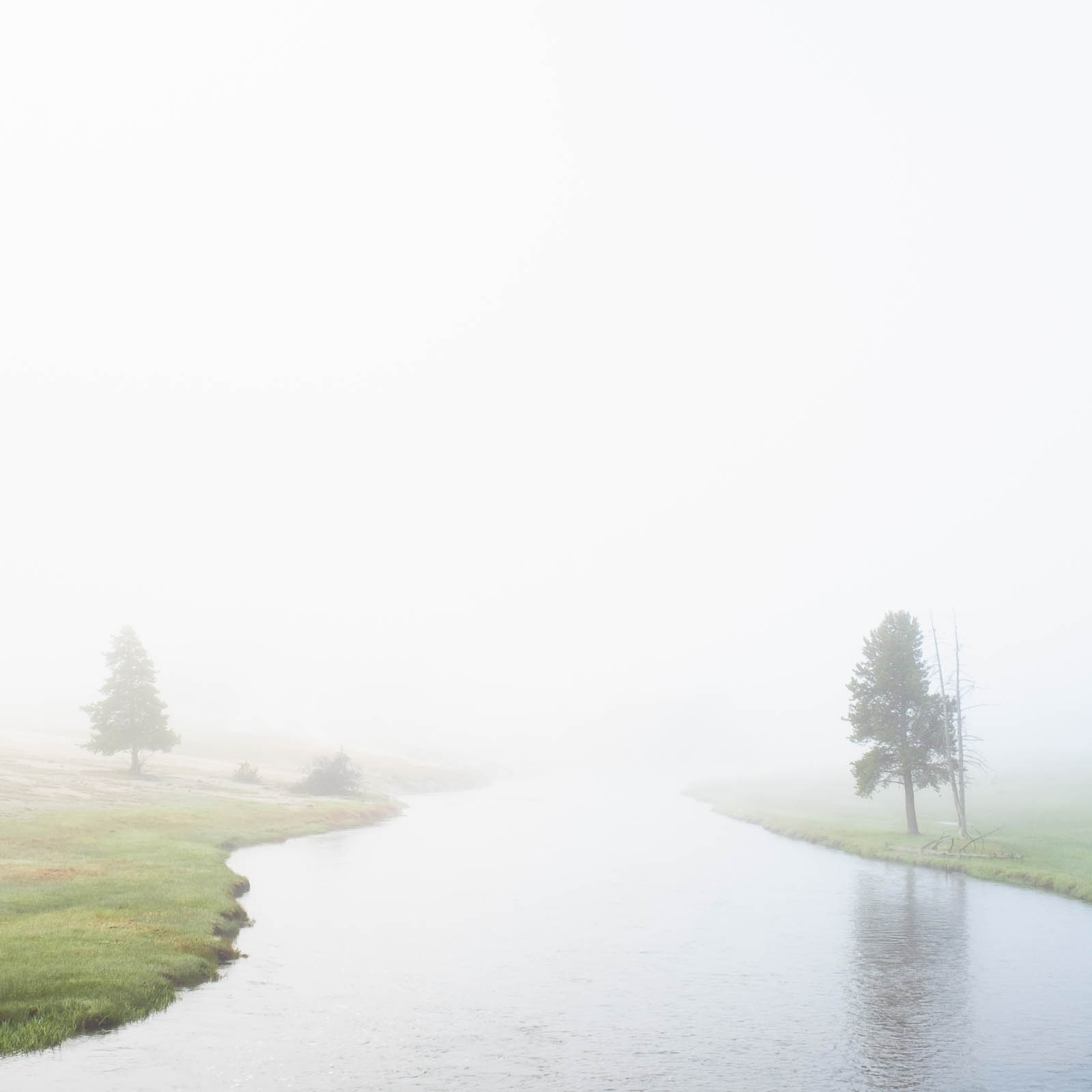 trees next to a river in fog in yellowstone
