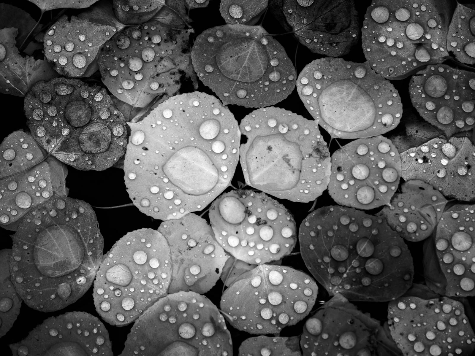 Environment, Nature, Rain, Weather, black and white, droplets, leaves