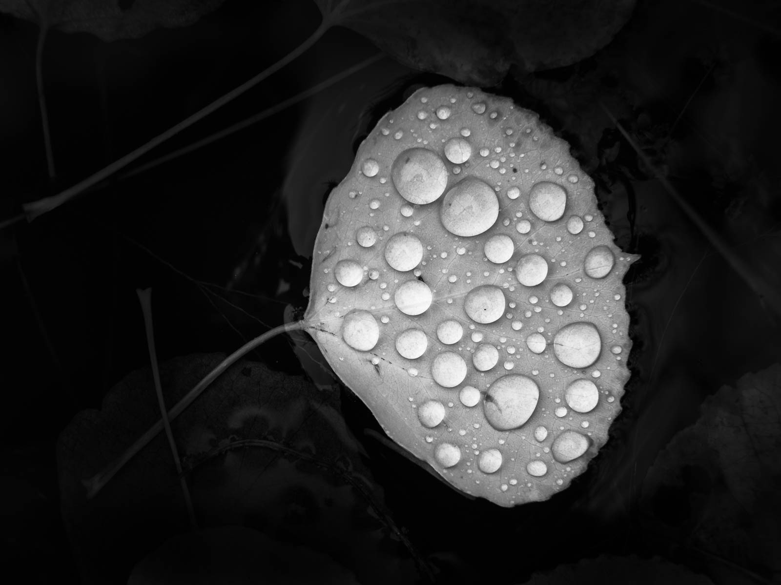 Environment, Nature, Rain, Weather, black and white, droplets, leaves