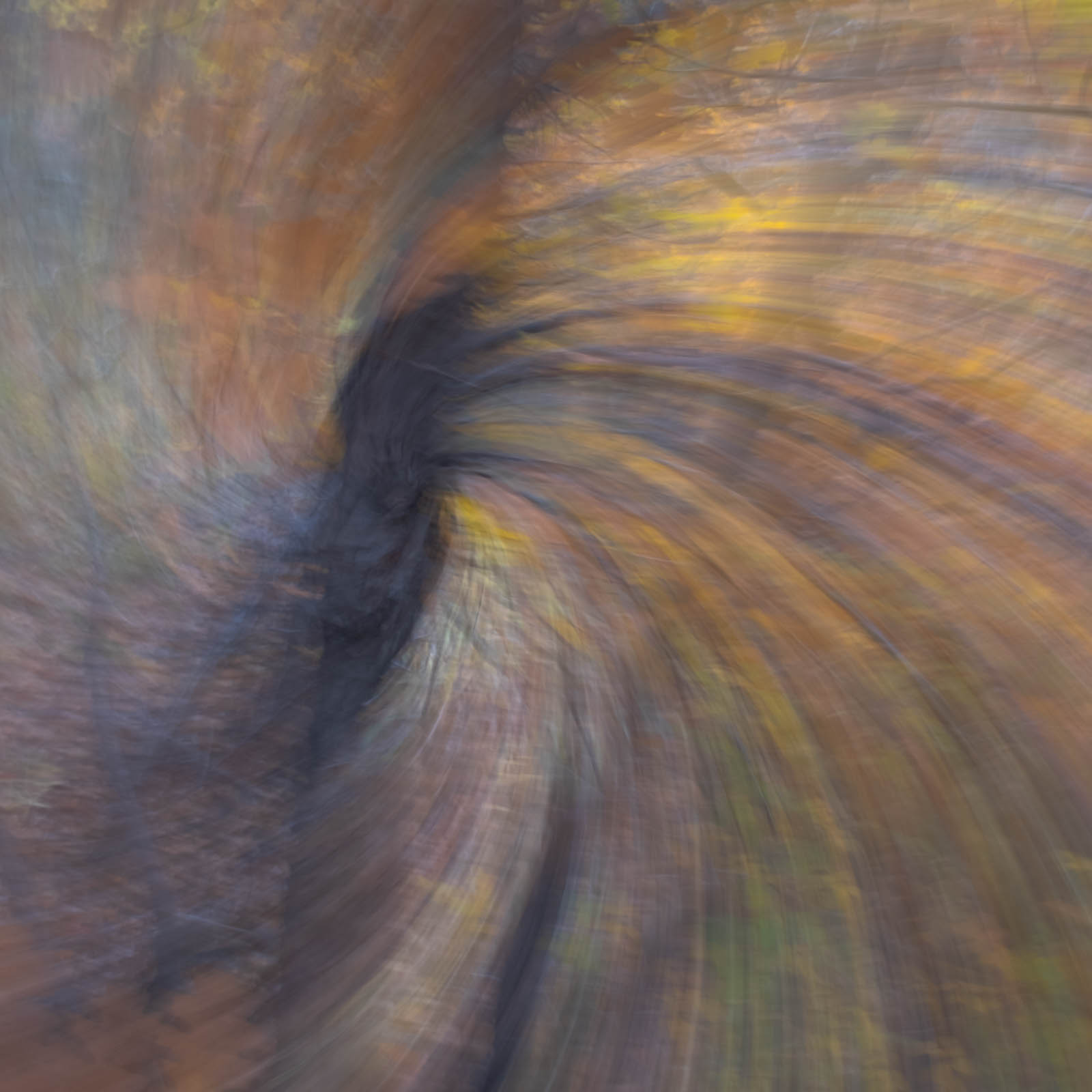 intentional camera movement of trees