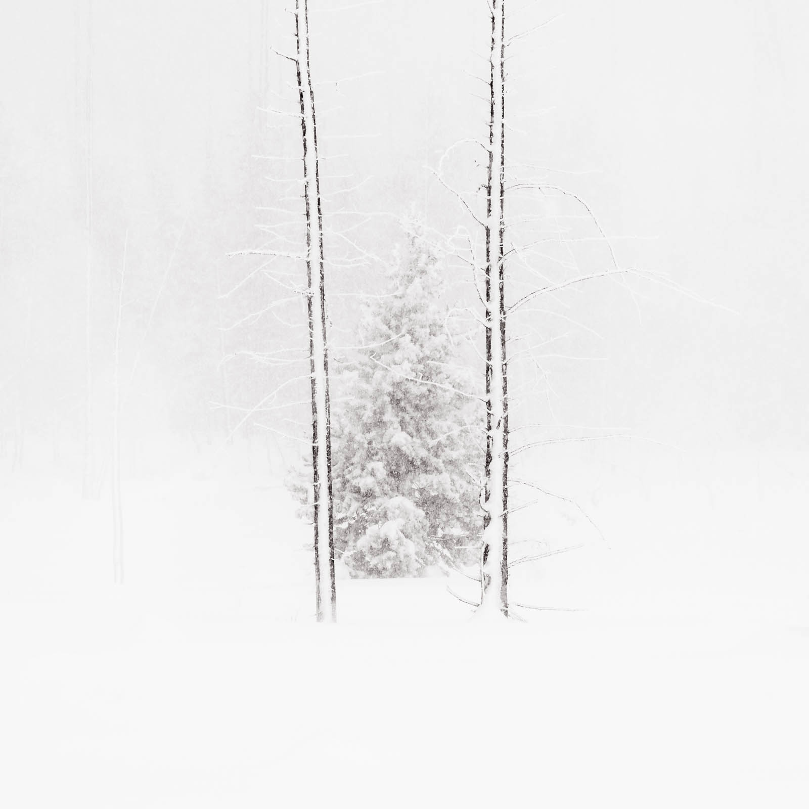 Trees in snow and fog in the winter at Yellowstone National Park