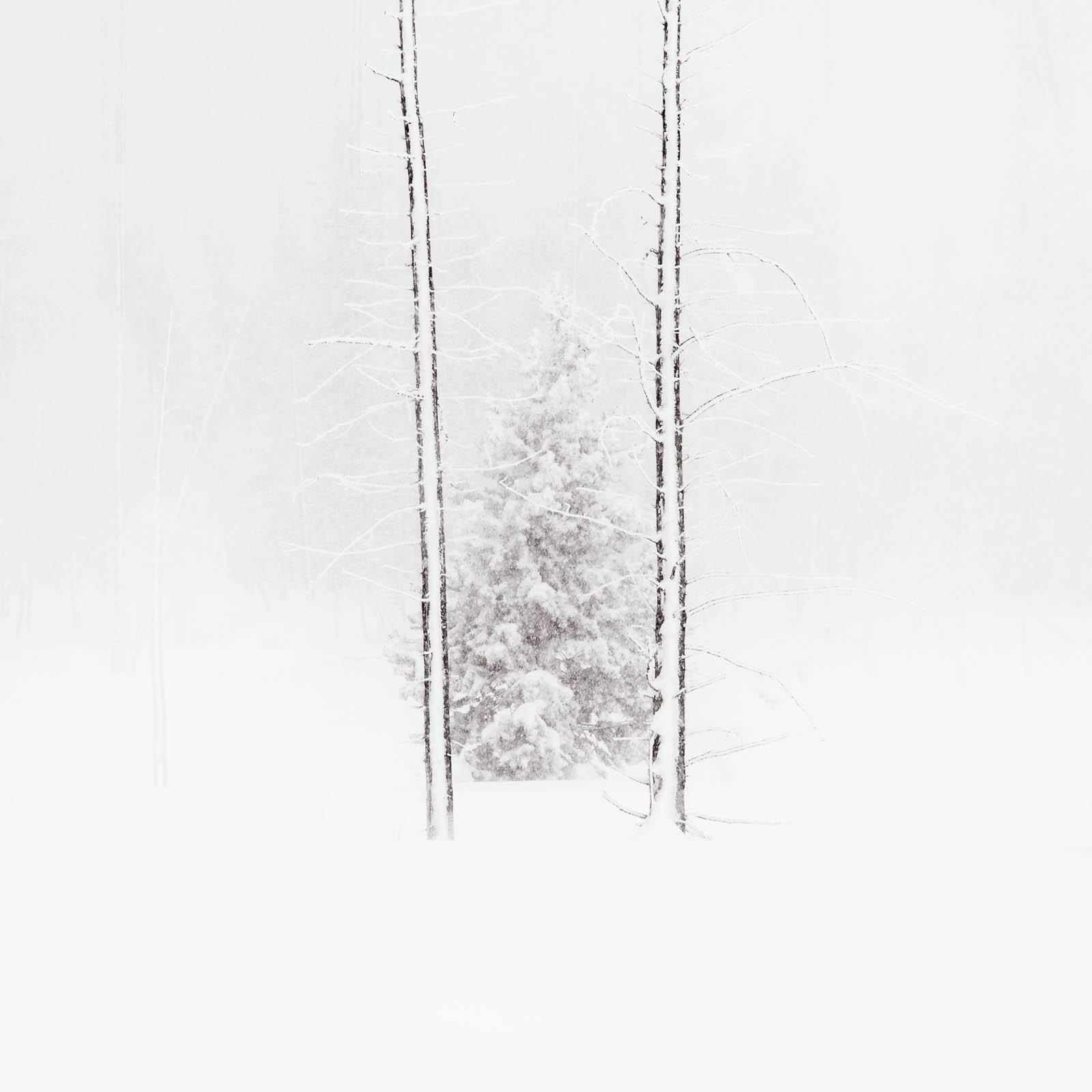 Into the Frame Trees in snow and fog in the winter at Yellowstone National Park